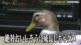 娱乐吃瓜酱鸭鸭视频大全,盘点热门视频大全