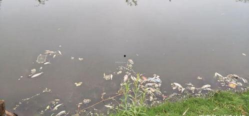 蚌埠非洲雁最新爆料,带你走进神秘雁群世界